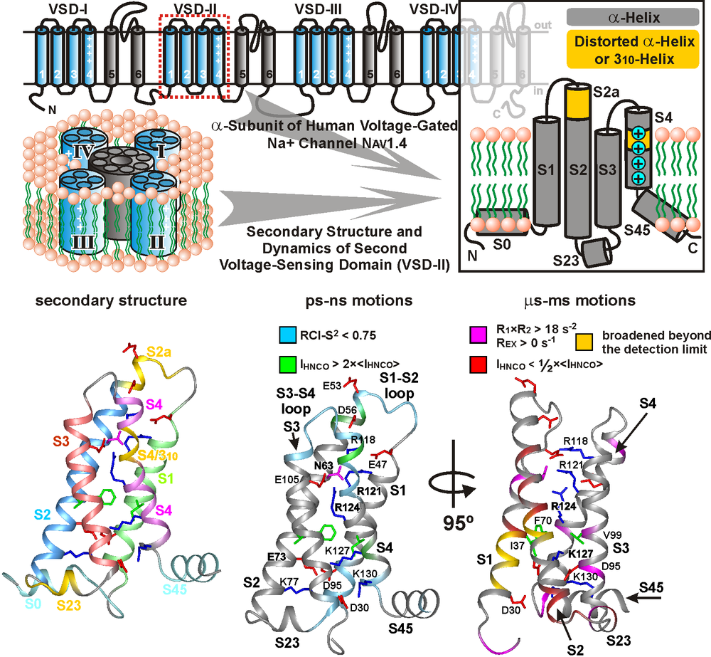 Channel binding. Nav1.7 ion channel. Superfamily of ion channels. Superfamily of ion channels sodium channels. Nav1.3 sodium channels:.